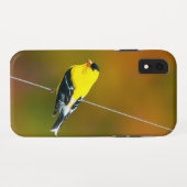 Coques Case-Mate iPhone Chardonneret d'Amérique - Photographie originale (Dos (Horizontal))