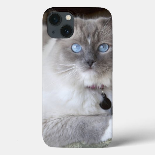 Coques Case-Mate iPhone Chat femelle de Ragdoll (Verso)