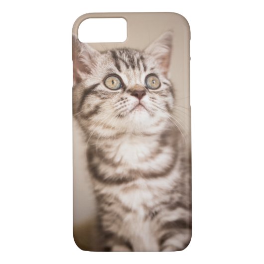 Coques Case-Mate iPhone Chaton britannique gris mignon de cheveux courts (Dos)