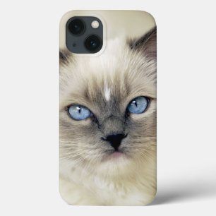Coques Pour iPhone Chaton de Ragdoll