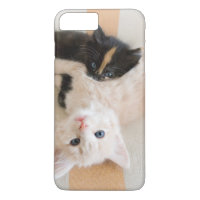 Chatons blancs et noirs