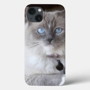 Coques Pour iPhone Chatte Ragdoll