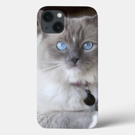 Coques Case-Mate iPhone Chatte Ragdoll (Verso)