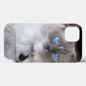 Coques Case-Mate iPhone Chatte Ragdoll (Verso (horizontal))