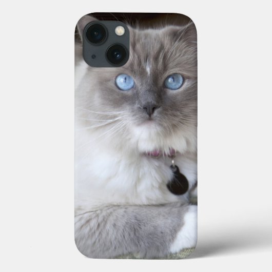 Coques Case-Mate iPhone Chatte Ragdoll (Verso)