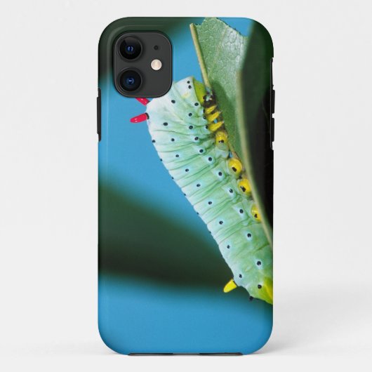 Coques Case-Mate iPhone Chenille du papillon Prométhée, Callosamia (Dos)