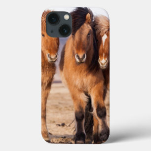 Coques Pour iPhone Cheval islandais pendant l'hiver