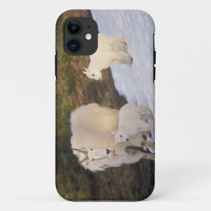 Coque iPhone 11 chèvres des montagnes