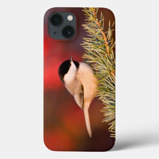 Coques Case-Mate iPhone Chickadee de Caroline dans le cèdre d'atlas bleu (Verso)