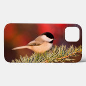 Coques Case-Mate iPhone Chickadee de Caroline dans le cèdre d'atlas bleu (Verso (horizontal))