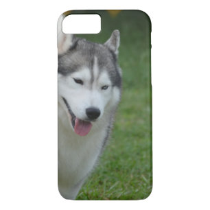 Coque iPhone 7 Chien de traîneau sibérien mignon