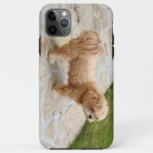 Coques Case-Mate iPhone Chien Lhasa Apso dans un jardin (Dos)