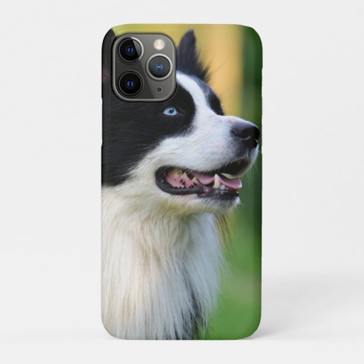 Coques Case-Mate iPhone Chien noir et blanc à la frontière (Dos)