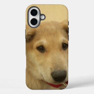 Coques iPhone 16 Plus Chiens mignons et chiots Mans deuxième meilleur am