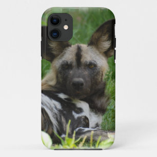 Coque Case-Mate Pour iPhone Chiens sauvages africains