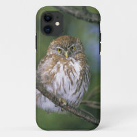 Chili, Aysen Chouette à pygmée autrale juvénile