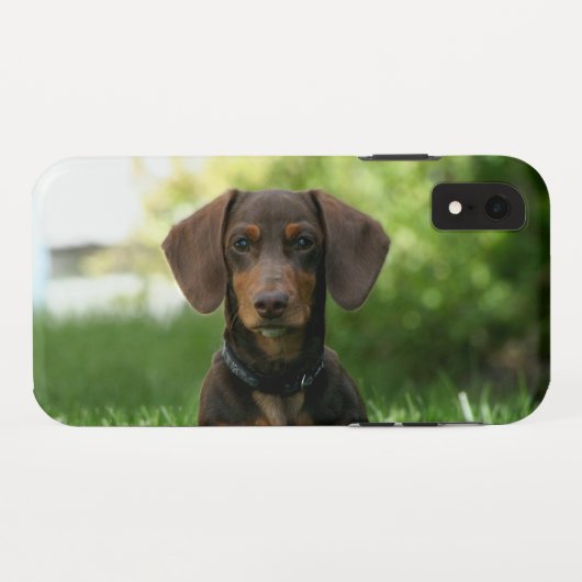Coques Case-Mate iPhone Chiot Brown Dachshund (Dos (Horizontal))