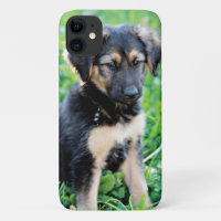 Chiot de berger allemand