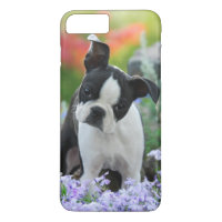 Chiot de chien de Boston Terrier
