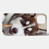 Coques Case-Mate iPhone Chiot sibérien Husky à la plage (Verso (horizontal))