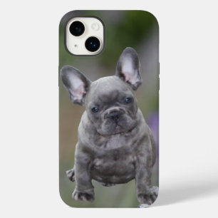 Coque Pour iPhone 14 Plus Chiots Bouledogues Français French Bulldog