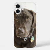 Coques Case-Mate iPhone Chocolat arrosé de neige au Labrador (Verso)