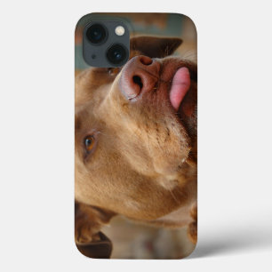 iPhone 13 Case Chocolat mignon Lab Pit Mix Chien