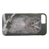Coques Case-Mate iPhone Chouette à cris de l'Est, Megascops asio, Otus 2 (Dos (Horizontal))