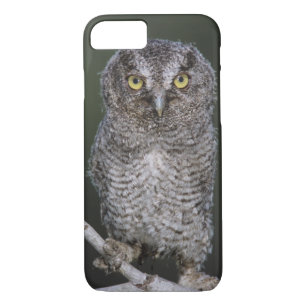 Case-Mate iPhone Case Chouette à cris de l'Est, Megascops asio, Otus 2