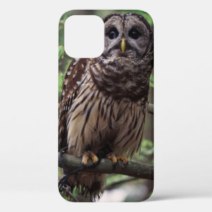 Case-Mate iPhone Case Chouette barrée