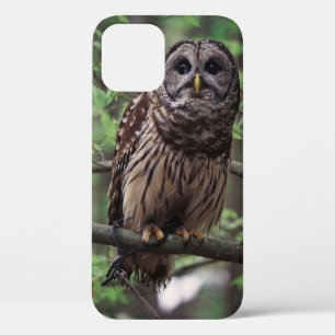 Case-Mate iPhone Case Chouette rayée