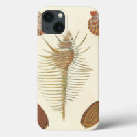 Cinq d'un coquillage