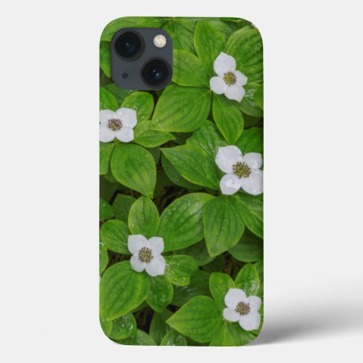 Coques Case-Mate iPhone Close-up of bunchberry with white flowers (Verso)