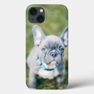 Case-Mate iPhone Case Closeup of a French Bulldog