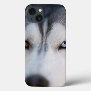 Case-Mate iPhone Case Closeup Stoic Gaze of an Alaskan Malamute