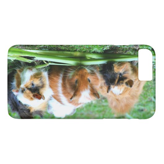 Coques Case-Mate iPhone Cobaye abyssinienne (Dos (Horizontal))