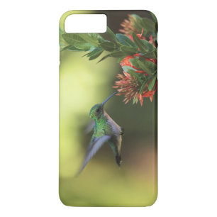Coques Pour iPhone Colibri