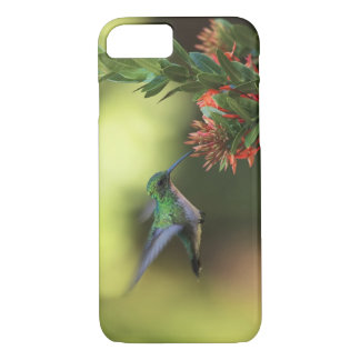 Coque iPhone 7 Colibri
