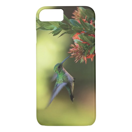 Coques Case-Mate iPhone Colibri (Dos)