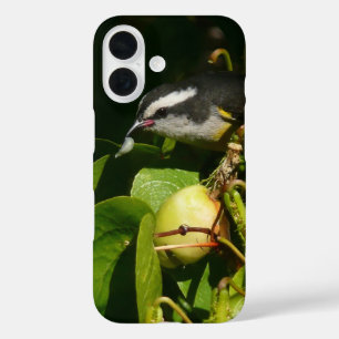 Coques iPhone 16 Colibri à gorge noire mangeant Photographie tropic