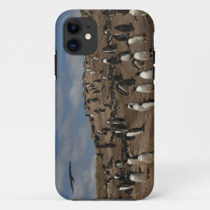 Etui iPhone Case-Mate Colonie de manchots papous (Pygoscelis papua) sur