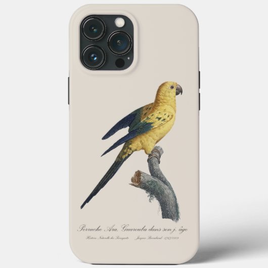 Coques Case-Mate iPhone Conure soleil Aratinga solstitialis (Verso)