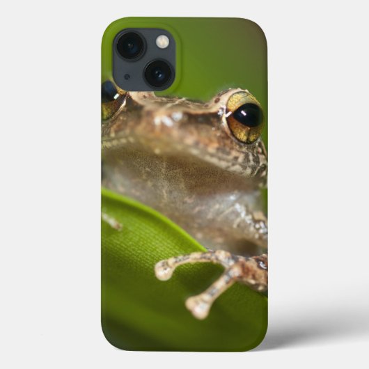 Coques Case-Mate iPhone Coqui commun, coqui d'Eleutherodactylus, EL (Verso)