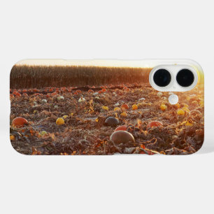 Coques iPhone 16 Coucher de soleil sur le champ de citrouilles C