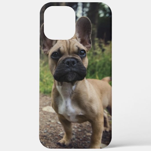 Coques Case-Mate iPhone Coussin de lancer bouledogue français (Verso)