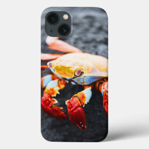 iPhone 13 Case Crabe de lightfoot de sortie sur une roche noire
