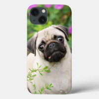 Cute Fawn couleur Carlin Chien Chien Chien Chien P