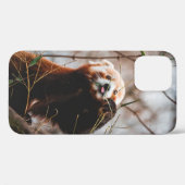 COQUES Case-Mate iPhone CUTE KOALA BEAR (Verso (horizontal))