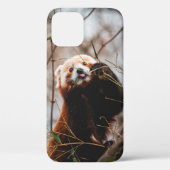 COQUES Case-Mate iPhone CUTE KOALA BEAR (Verso)