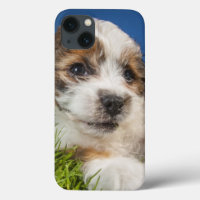 Cute puppy dog